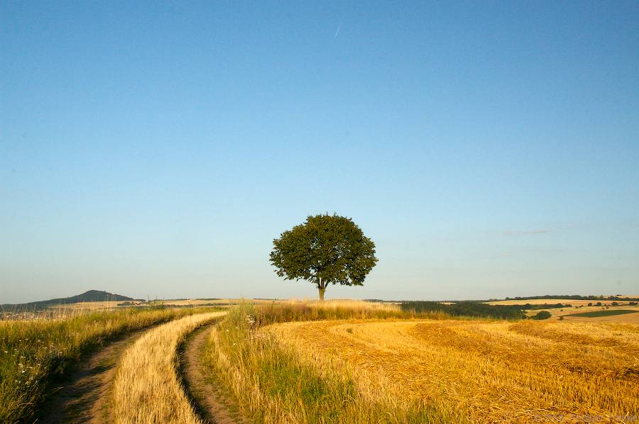 Baum in Sommerlandschaft