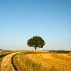 Baum in Sommerlandschaft