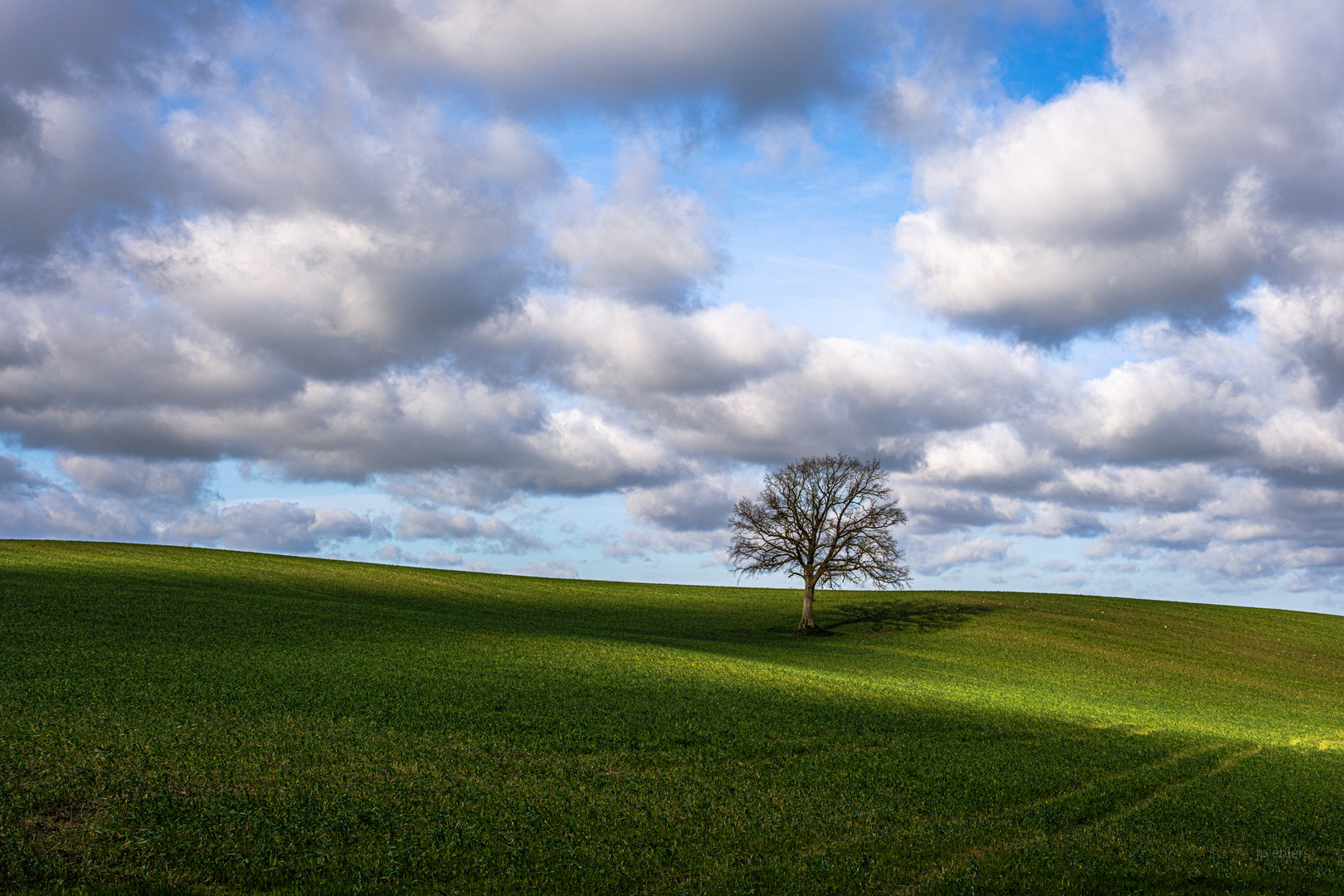 Baum in sonniger Alleinlage