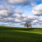 Baum in sonniger Alleinlage