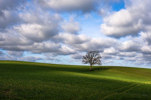 Baum in sonniger Alleinlage