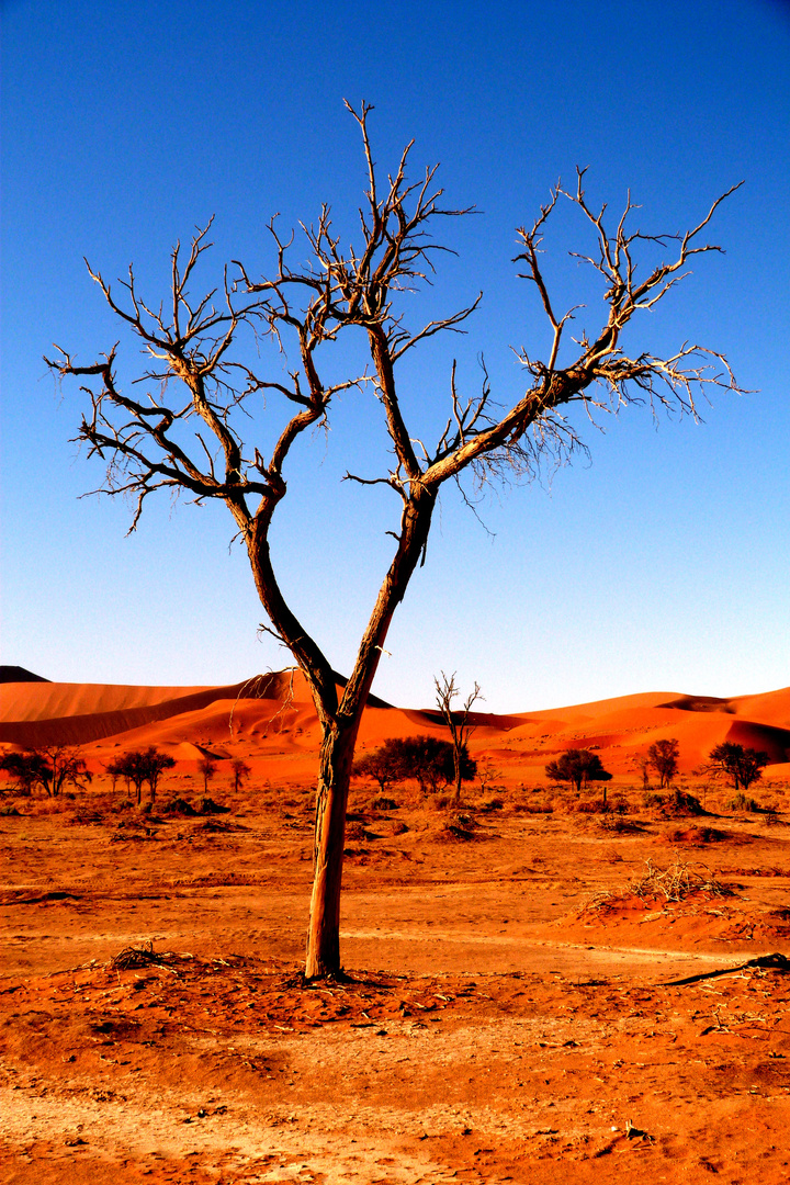 Baum in Sossuvlei