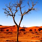 Baum in Sossuvlei