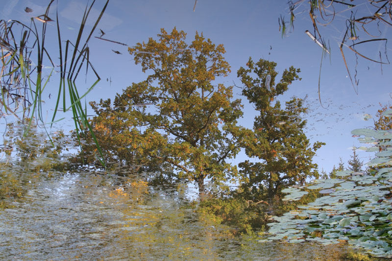 Baum in stillem Wasser