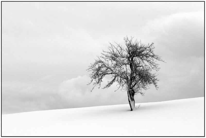 Baum in Sulzberg