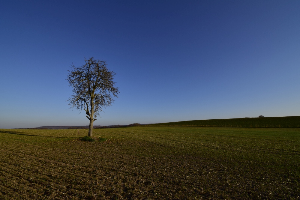 Baum In Sulzfeld