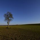 Baum In Sulzfeld