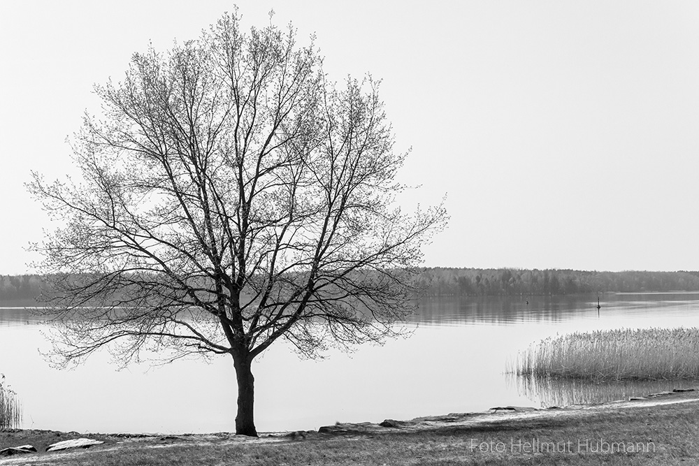 BAUM IN SW ALS NACHZÜGLER ZUM GESTRIGEN FREITAG