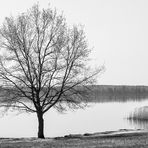 BAUM IN SW ALS NACHZÜGLER ZUM GESTRIGEN FREITAG