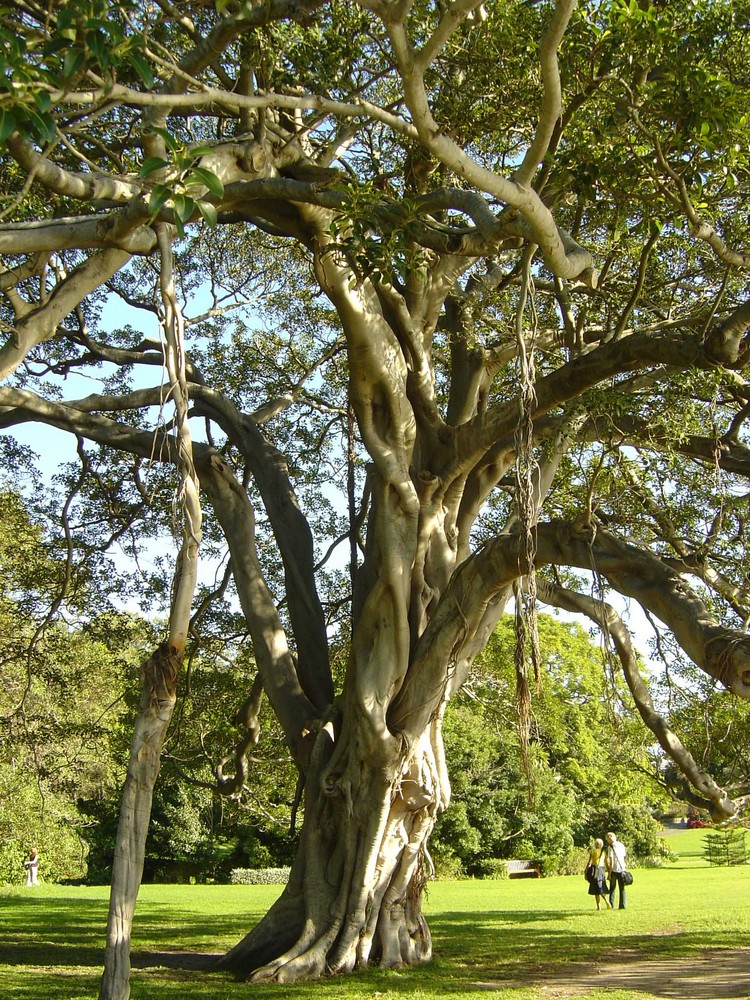 Baum in Sydney