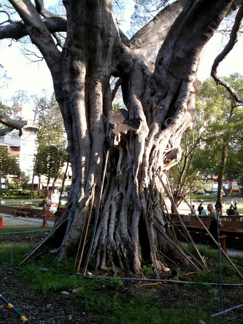 Baum In Tainan in Taiwan
