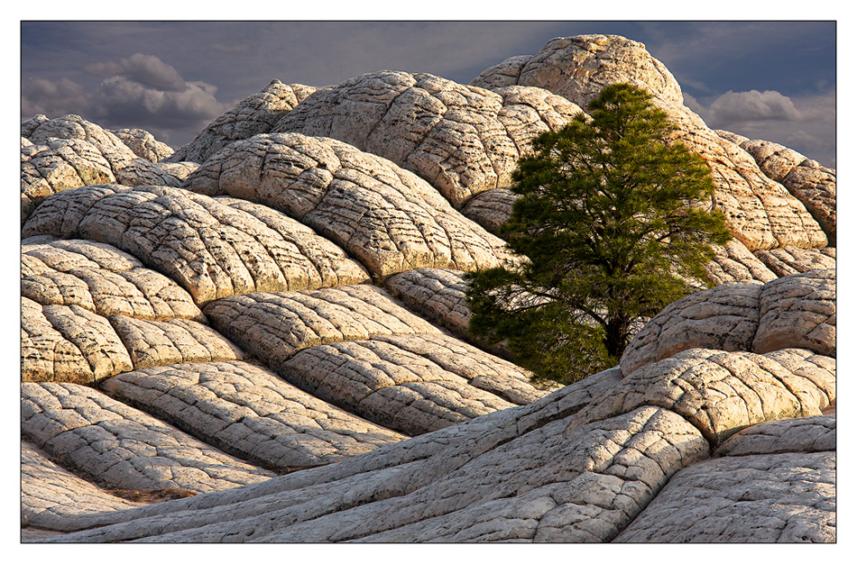 Baum in the middle auf nowhere ...