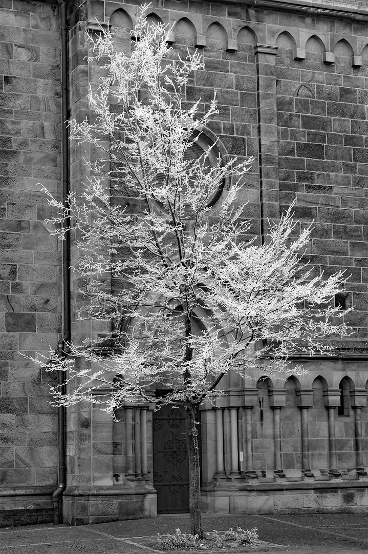 Baum in vollem Winterornat vor sakraler Fassade