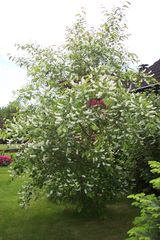 Baum in voller Blüte