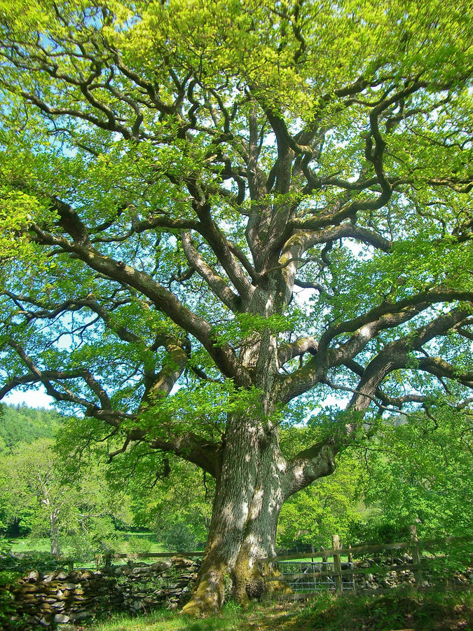 Baum in Wales