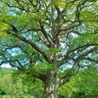 Baum in Wales