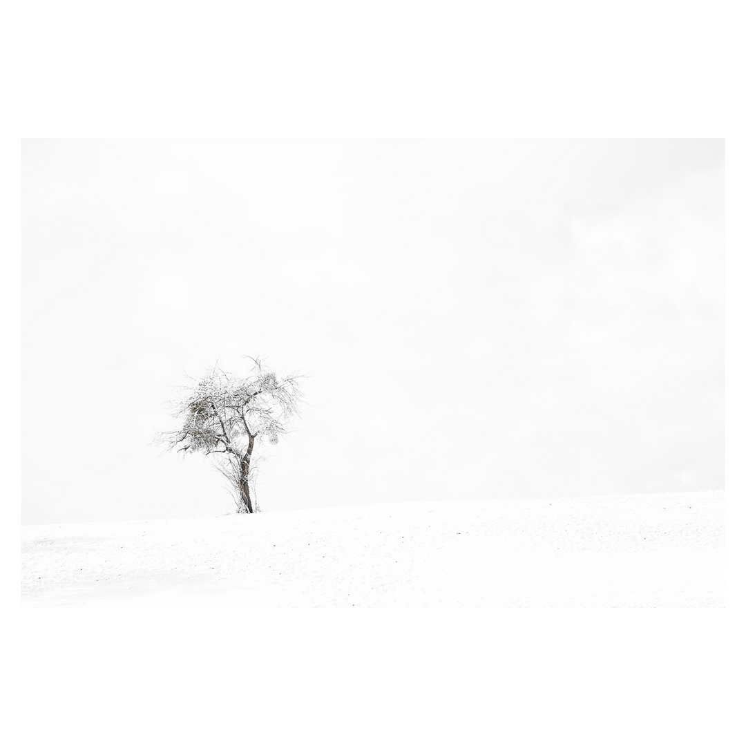 Baum in Weiß