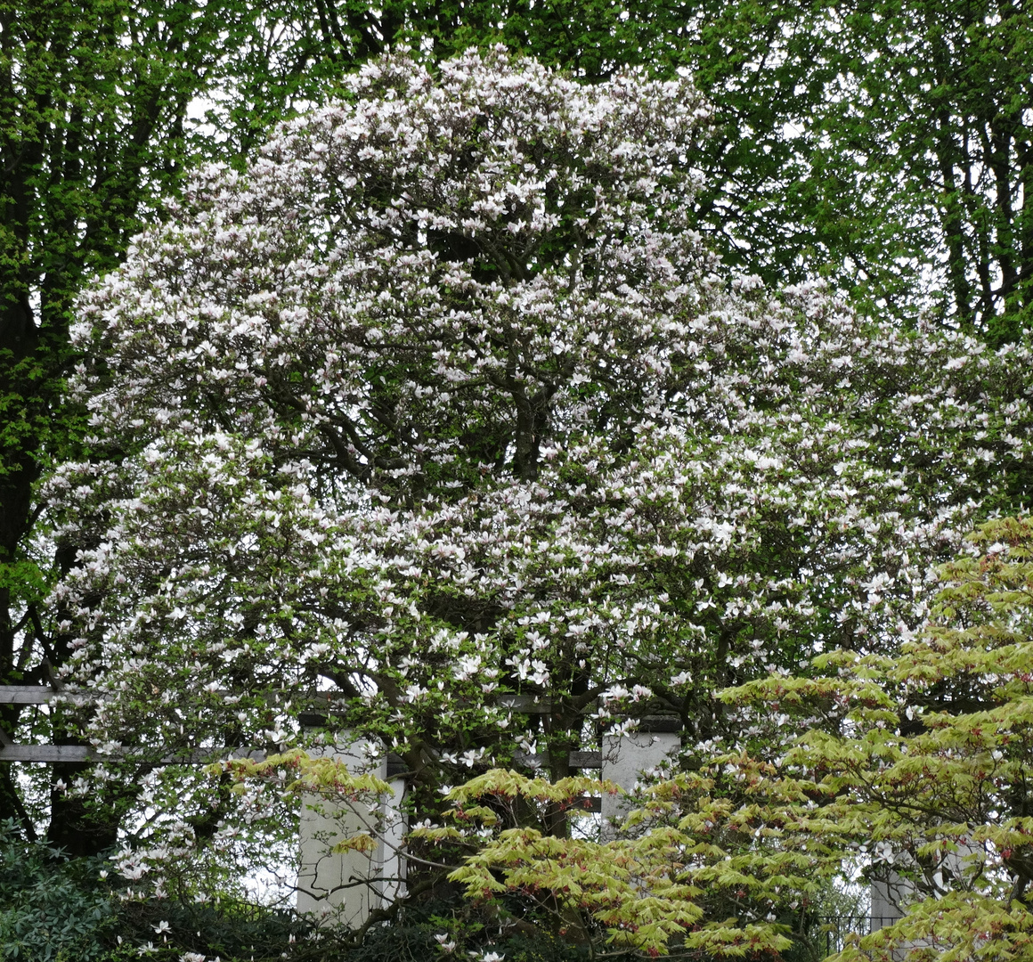 Baum in weiß