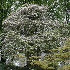 Baum in weiß