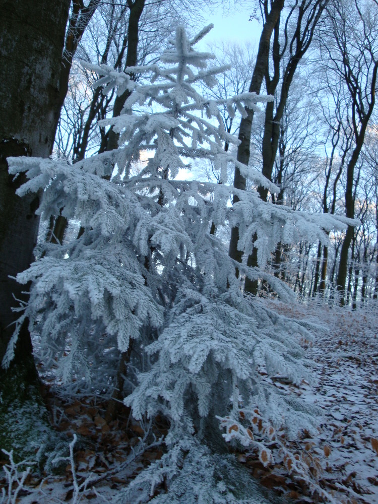 Baum in Weiss