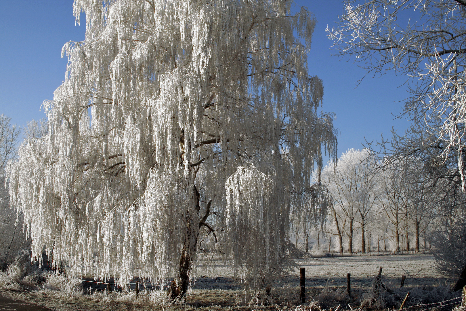 Baum in Weiß