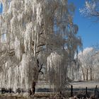 Baum in Weiß