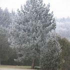 Baum in weiss