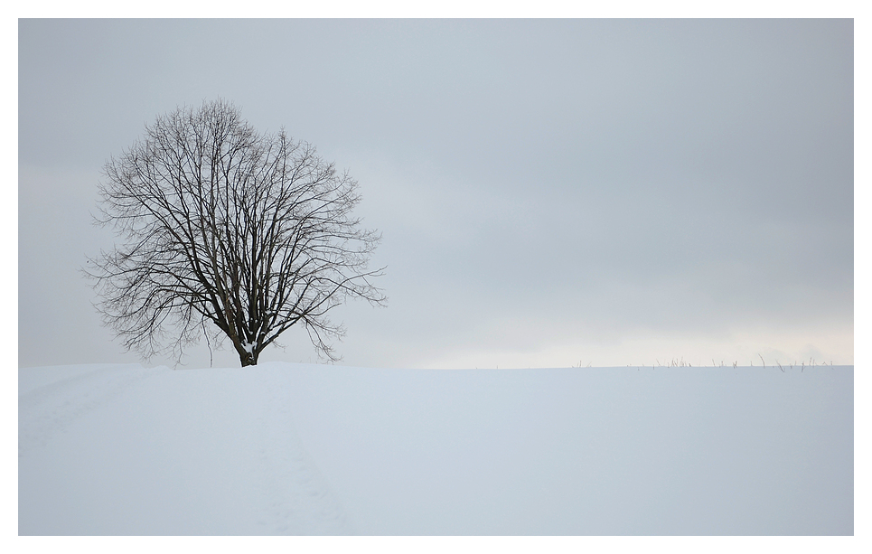 Baum in Weiß