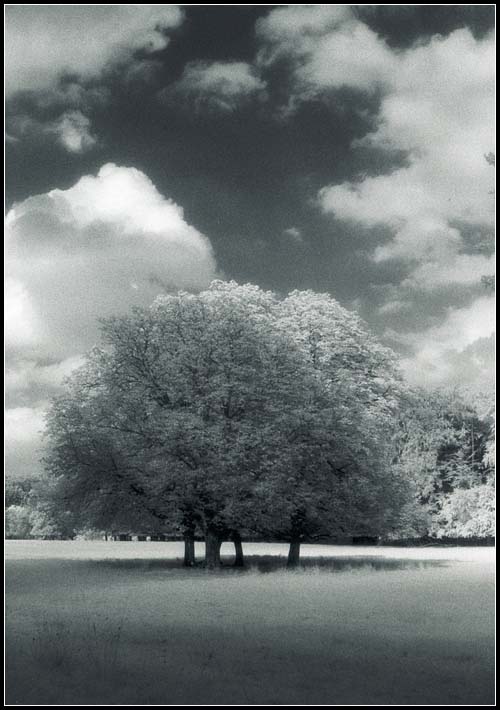 Baum in Weiß