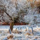 Baum in weiß