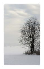 Baum in weiß ohne weiß