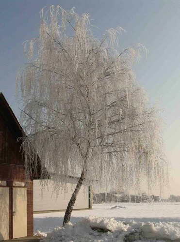 Baum in weißem Kleid