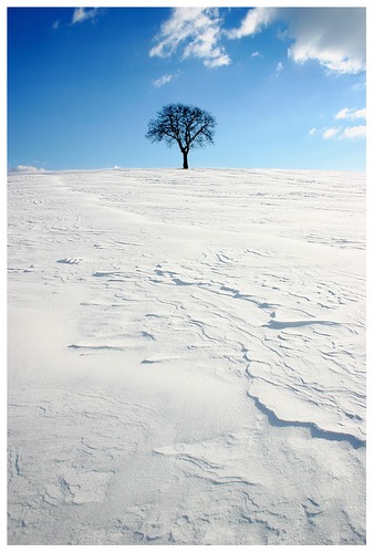 Baum in weissem Sand