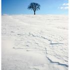 Baum in weissem Sand