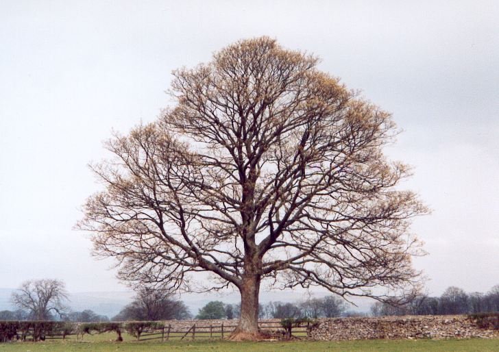 Baum in West Borton, North Yorkshire