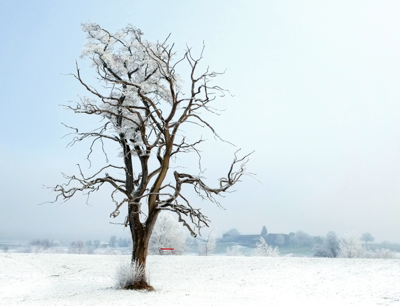 Baum in Wetzikon