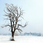 Baum in Wetzikon