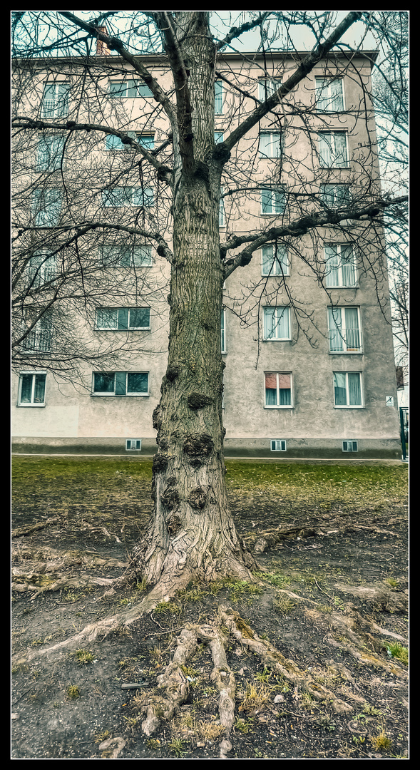 Baum in Wien