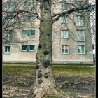 Baum in Wien