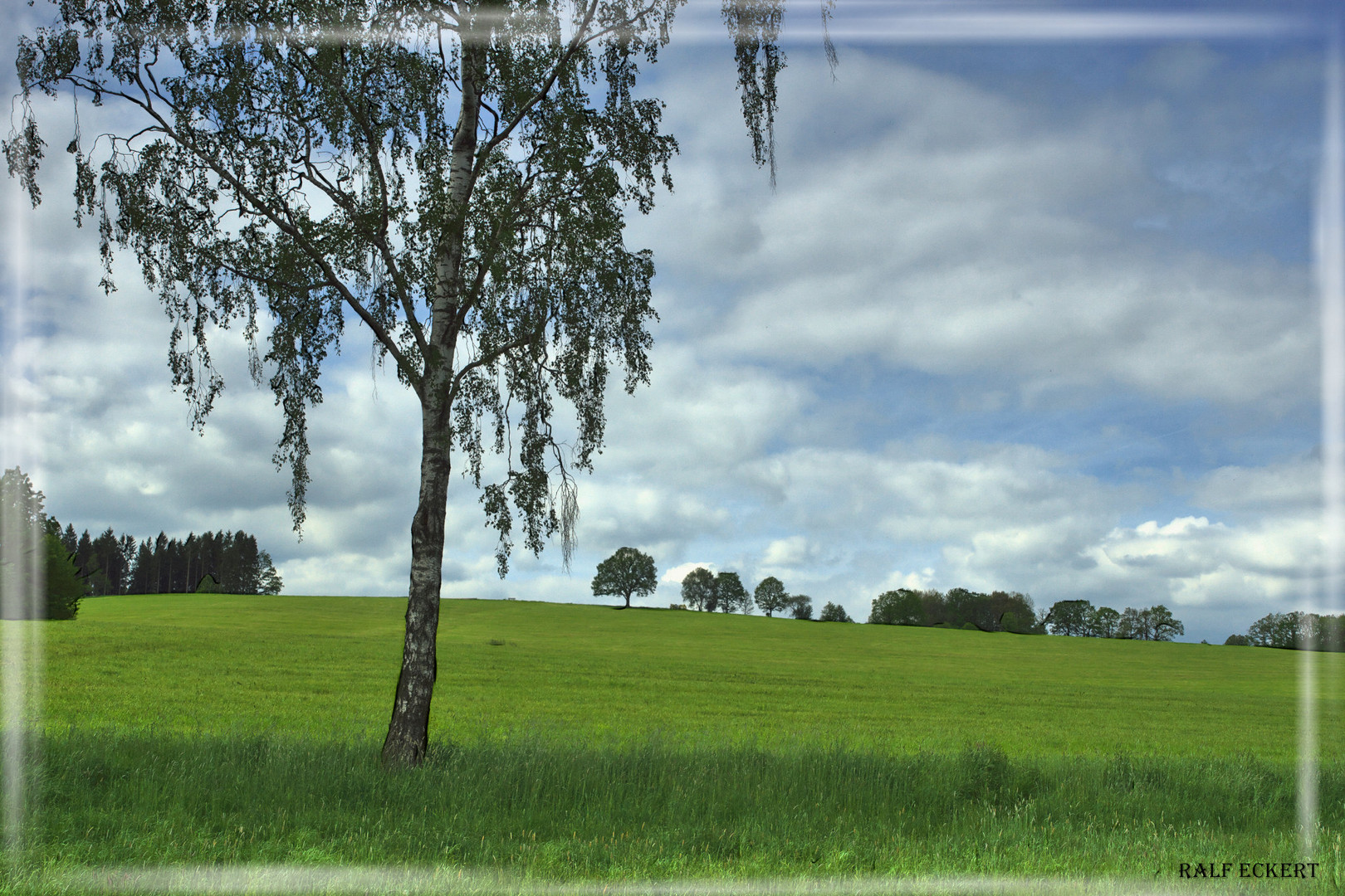 Baum in Wiese