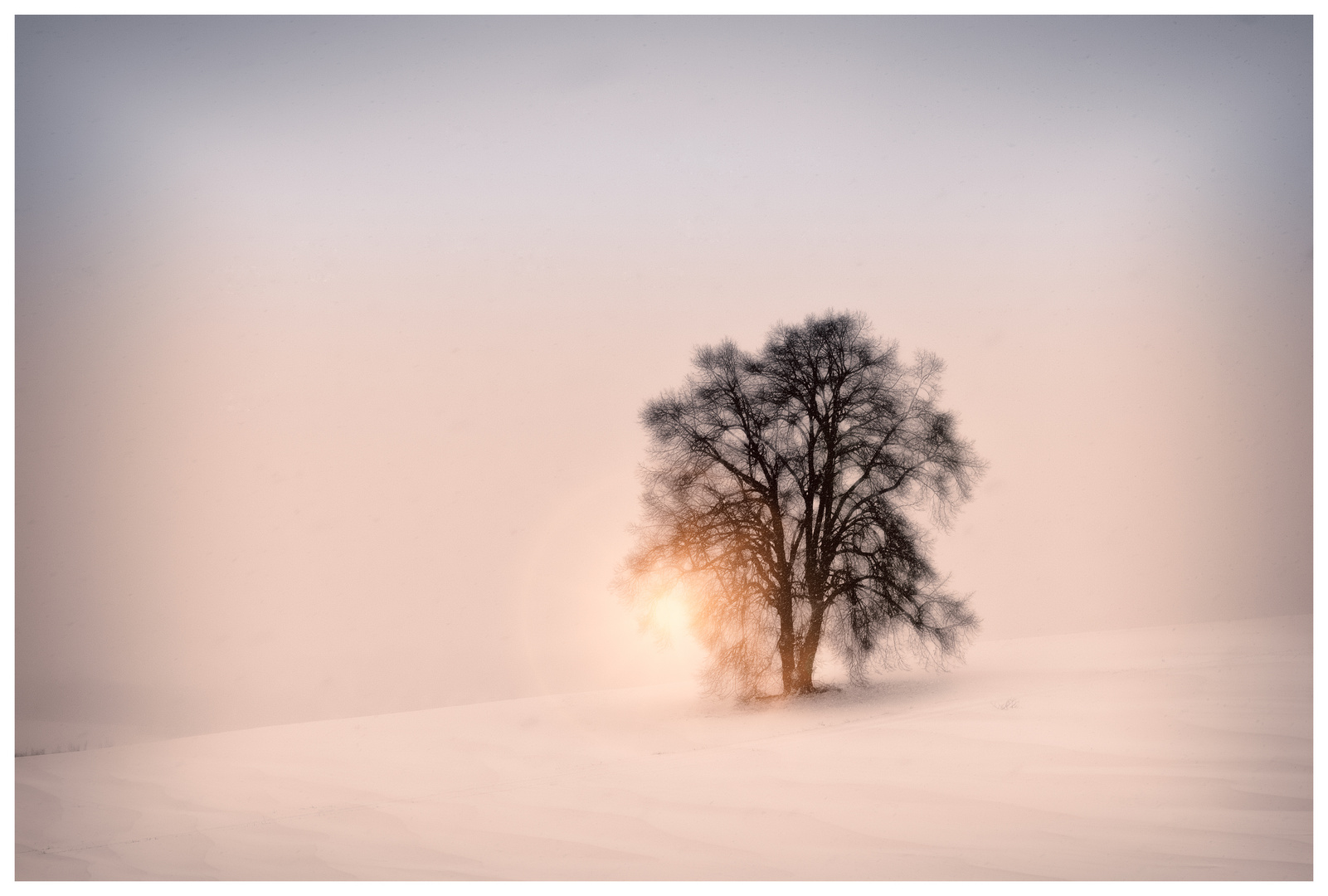Baum in Winter