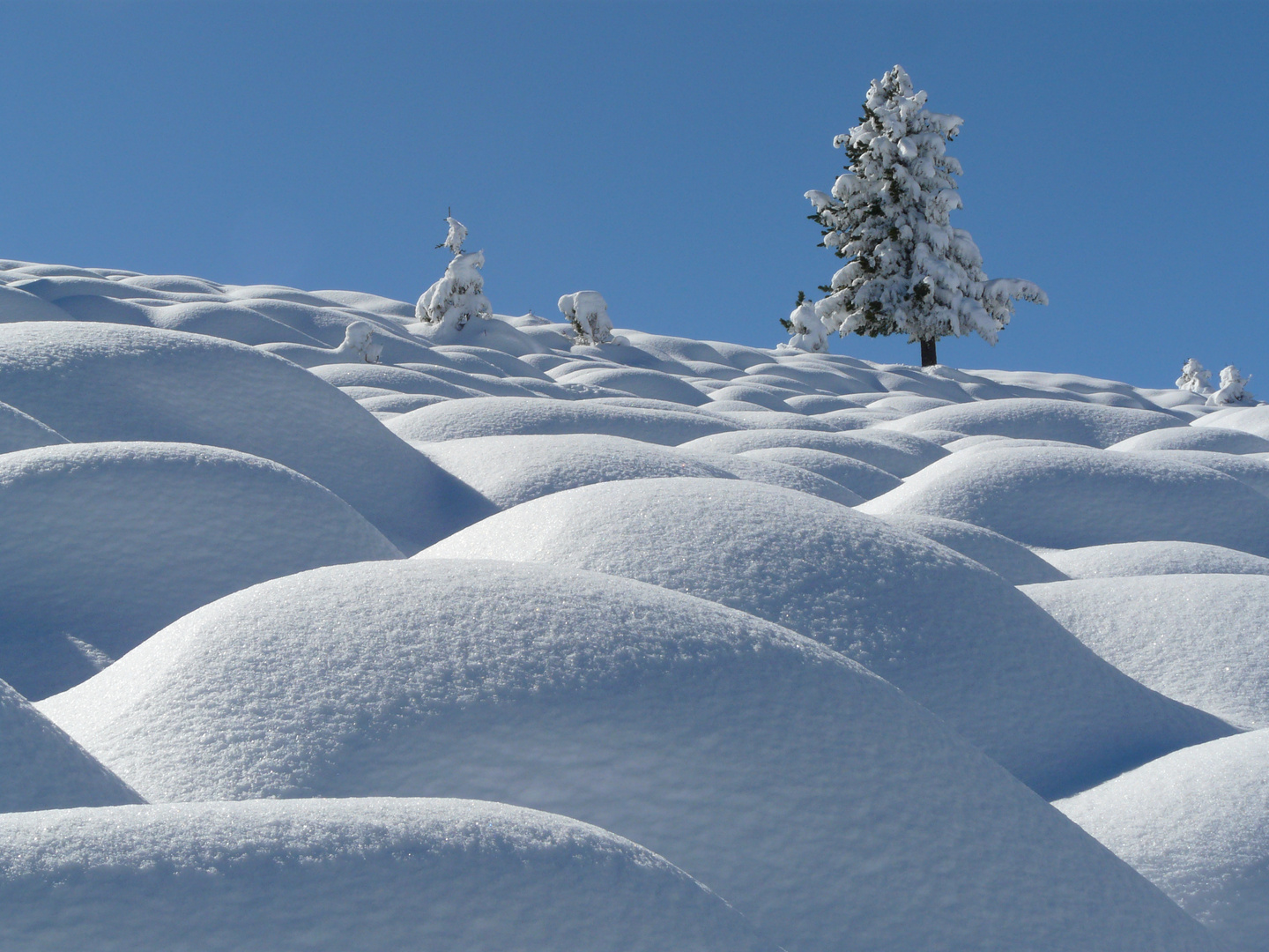 Baum in Winterlandschaft