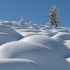 Baum in Winterlandschaft