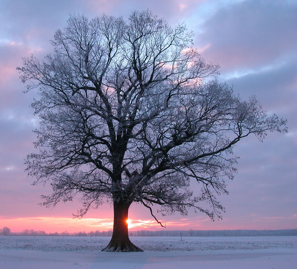 Baum in winterlichen Gegenlicht