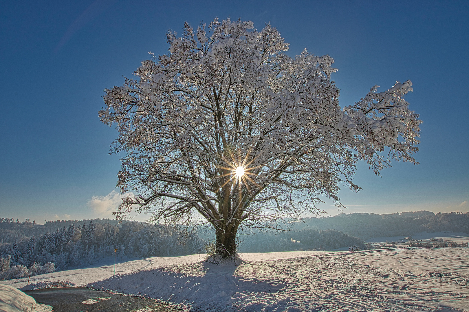 Baum in Winterpracht