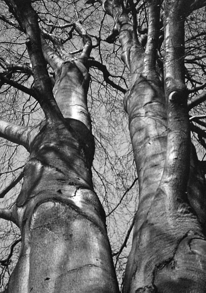 Baum in Winterruhe