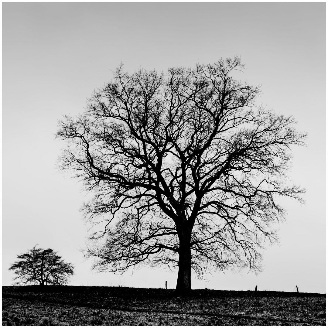 Baum in Winterruhe