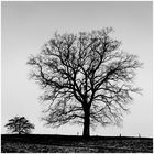 Baum in Winterruhe