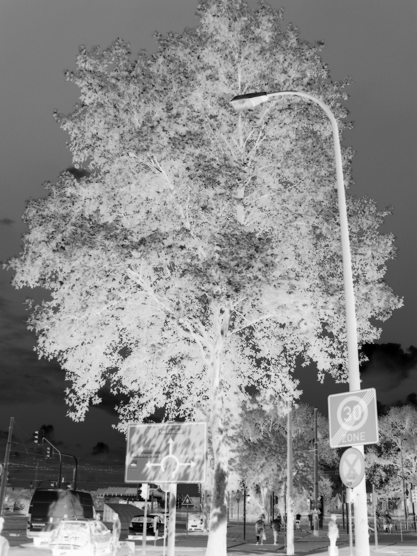 Baum Infrarot schwarzweiß