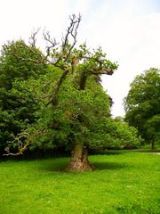 Baum / Irland - Killarney Nationalpark